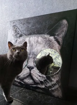 Красивый серый кот в очках стоковое фото. изображение насчитывающей  млекопитающее - 178508586
