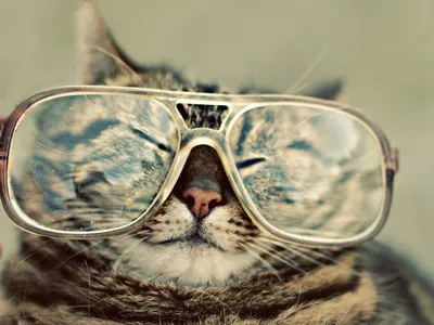Картина \"кот в очках\" с зеркалами в интернет-магазине Ярмарка Мастеров по  цене 7500 ₽ – TDGCARU | Картины, Кропоткин - доставка по России