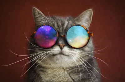 Кот в солнцезащитных очках | Премиум Фото