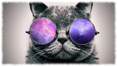 Кот в очках едет за рулем своего…» — создано в Шедевруме