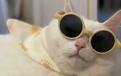 Кот в очках vrgenerative ai | Премиум Фото