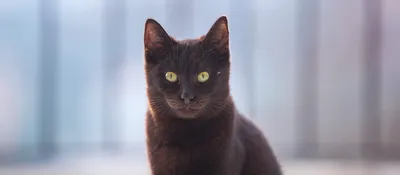 Умер знаменитый рыжий кот по кличке Боб - Российская газета