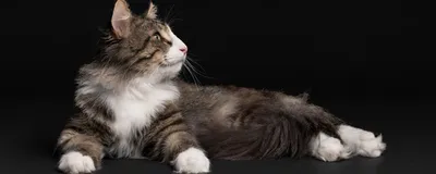 Правила счастья кота Гомера. Трогательные приключения слепого кота и его  хозяйки, Гвен Купер – скачать книгу fb2, epub, pdf на ЛитРес