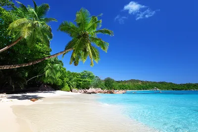 Море, пляж, пальмы, тропики, ясный …» — создано в Шедевруме
