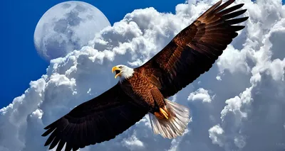 изображение орла с большими глазами, картина белоголовый орлан, птица, орел  фон картинки и Фото для бесплатной загрузки