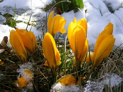 Рисунки на тему Весна легкие - 97 фото