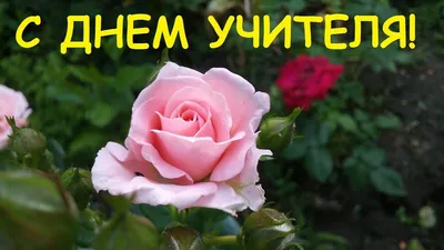 С Днем Учителя! - БРПО