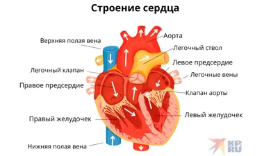 Сердце - развитие, топография, строение камер + проекции клапанов |  Анатомия - просто, понятно | Дзен