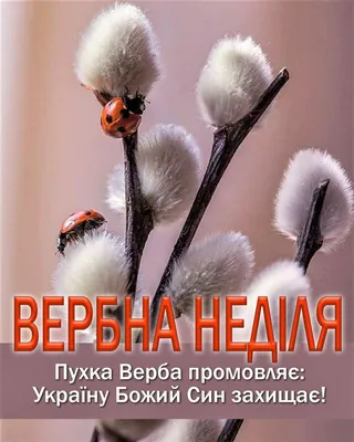 Вербна неділя | Picture, Wish