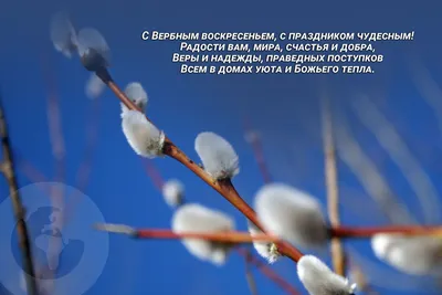 Ukrainian Lessons - Сьогодні Вербна неділя! Today is Willow Sunday (Palm  Sunday)! The last Sunday before Easter is called Willow Sunday (Verbna  nedilia). On this day, pussy willow branches are blessed in