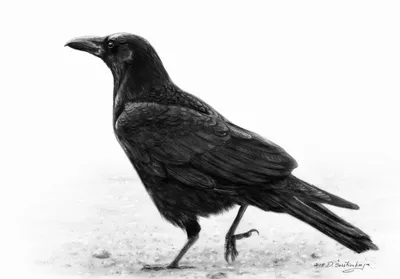 Ворона большеклювая (Corvus macrorhynchos)