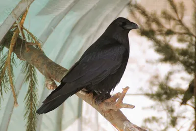 Имитация Черной вороны, модель животного, ворона, ворона, декор с крыльями,  искусственная ворона, пугающая птица, инструмент, черный ворон, очень  нравится | AliExpress