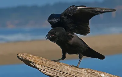 Ворон (Corvus corax). Подробное описание экспоната, аудиогид, интересные  факты. Официальный сайт Artefact