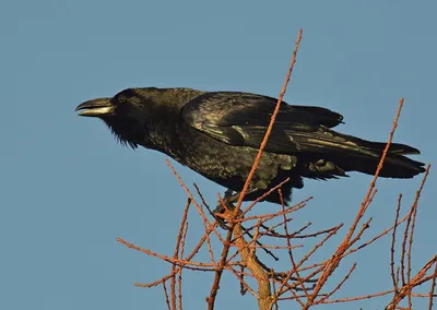 Серая ворона и ее роль в биоразнообразии Куршской косы | Куршская Коса -  национальный парк