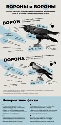 12 фактов об умных птицах: серая ворона – птица 2024 года