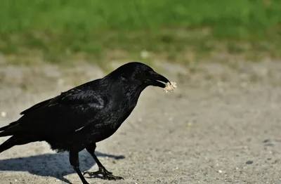 Видео: полёт ворона и сражения в открытом мире в 16-минутной демонстрации  геймплея роглайт-экшена Ravenbound