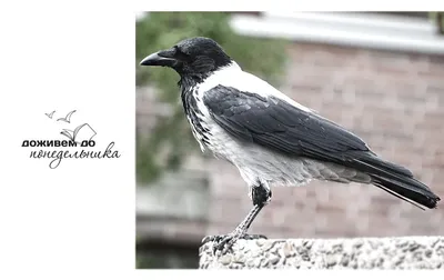 Мультяшный рисованной вороны изысканные иллюстрации PNG , ворона, птица,  животное PNG картинки и пнг PSD рисунок для бесплатной загрузки