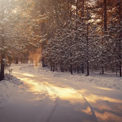 В России началась календарная зима - «Экология России»