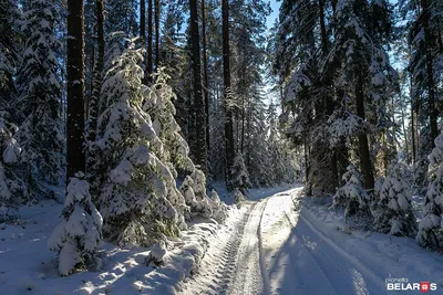 Красивая зима (60 фото)