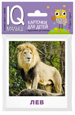 DoerKids карточки развивающие, набор для малышей: DK18002, 1 016 руб. -  купить в Москве | Интернет-магазин Олант