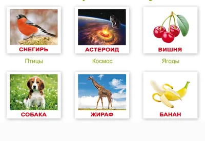 Карточки Домана \"Овощи\": купить в интернет магазине карточки Домана овощи в  Москве