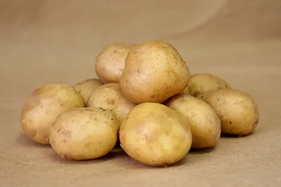 Семенной картофель Фонтане (1 репродукция) купить в Украине | Веснодар