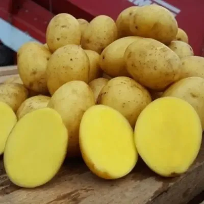 Картофель семенной Невский купить оптом и в розницу | Питомник ВАСХНиЛ