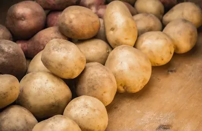 Українські сорти картоплі — Агробізнес сьогодні