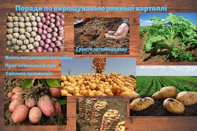Поради по вирощуванню ранньої картоплі — Головне управління  Держпродспоживслужби в Чернігівській області