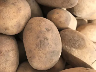 Фермери активно розпродають запаси картоплі: ціни знизилися на 12%