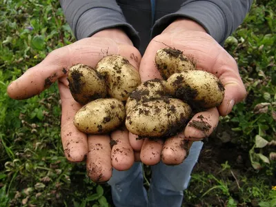 Люди в селі не живуть – виживають»: як на Волині стартував сезон збору  картоплі