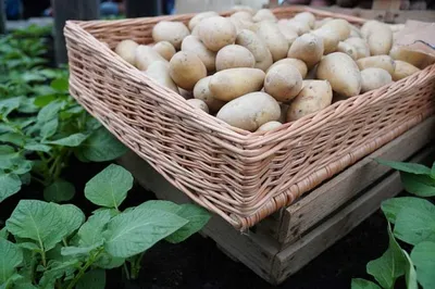 Зберігання картоплі — Агробізнес сьогодні