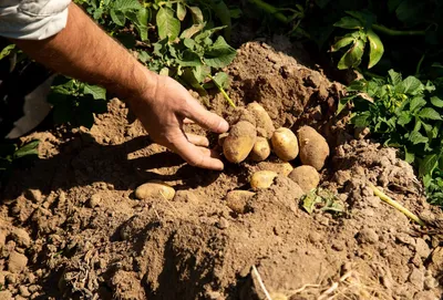 Високий врожай картоплі в умовах вологонедостачі — міф чи реальність? —  Latifundist.com