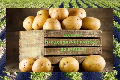 До уваги виробників та експортерів картоплі: умови експорту продовольчої  картоплі до країн ЄС — Головне управління Держпродспоживслужби в  Чернігівській області