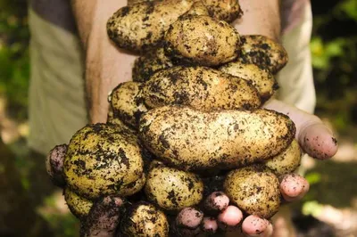 Секрети вирощування картоплі - SonceSad Секрети вирощування картоплі -  SonceSad