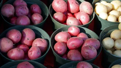 Купити органічне добриво для картоплі GREENODIN GRAY гранули - магазин  органічних добрив GREENODIN™