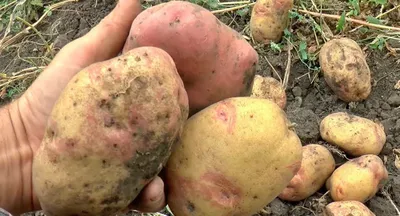 В Овручі відкрили пам'ятник картоплі - Перший Житомирський