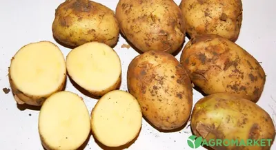 Файл:Квіти картоплі 05.jpg — Вікіпедія