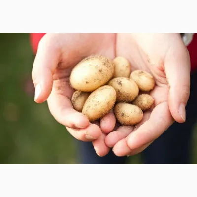 Міжнародний день варіння картоплі (2024) - DAY TODAY