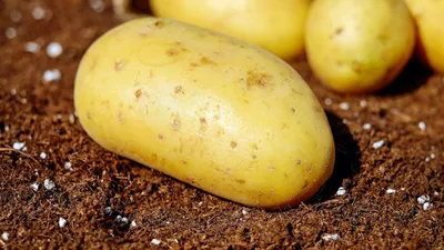 Що приготувати з картоплі - рецепт картоплі по-селянськи, дерунів, пюре -  Новини Смачно
