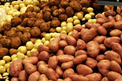 Які сорти картоплі саджати та як отримати прибуток: секрети знаного  чернігівського картопляра – ЧЕline |