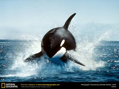 Косатки (лат. Orcinus orca) – Интересные животные