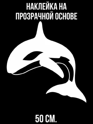 Косатки в дикой среде (киты убийцы) | ANIMAL LIBRARY
