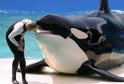 Наклейки на стену интерьерные Касатка orca животное рисованное силуэт кит  купить по выгодной цене в интернет-магазине OZON (1259410894)