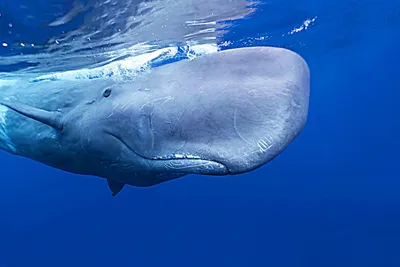 Как живёт кашалот: 6 интересных фактов из жизни крупнейшего зубатого кита |  Приключения натуралиста | Дзен