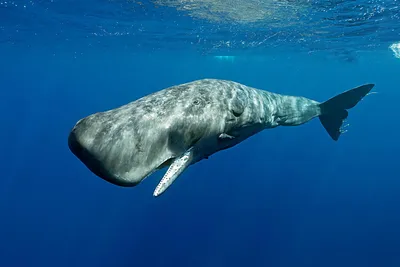 Как живёт кашалот: несколько интересных фактов из жизни крупнейшего  зубатого кита | Пикабу