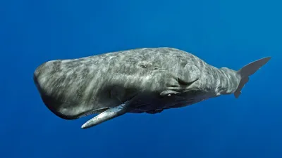 Кашалот – самый крупный из всех известных нам китов» — создано в Шедевруме