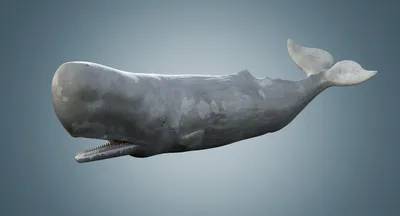 КАШАЛОТ - самый крупный хищник планеты! Фридайвер мира животных и Любитель  гигантских кальмаров! - YouTube