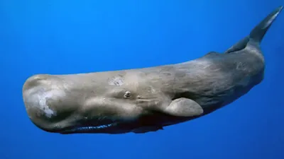 Кашалот - кит, полный сюрпризов | ZOO Life | Дзен