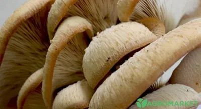 Ядовитые грибы похожие на вешенки - Agro-Market